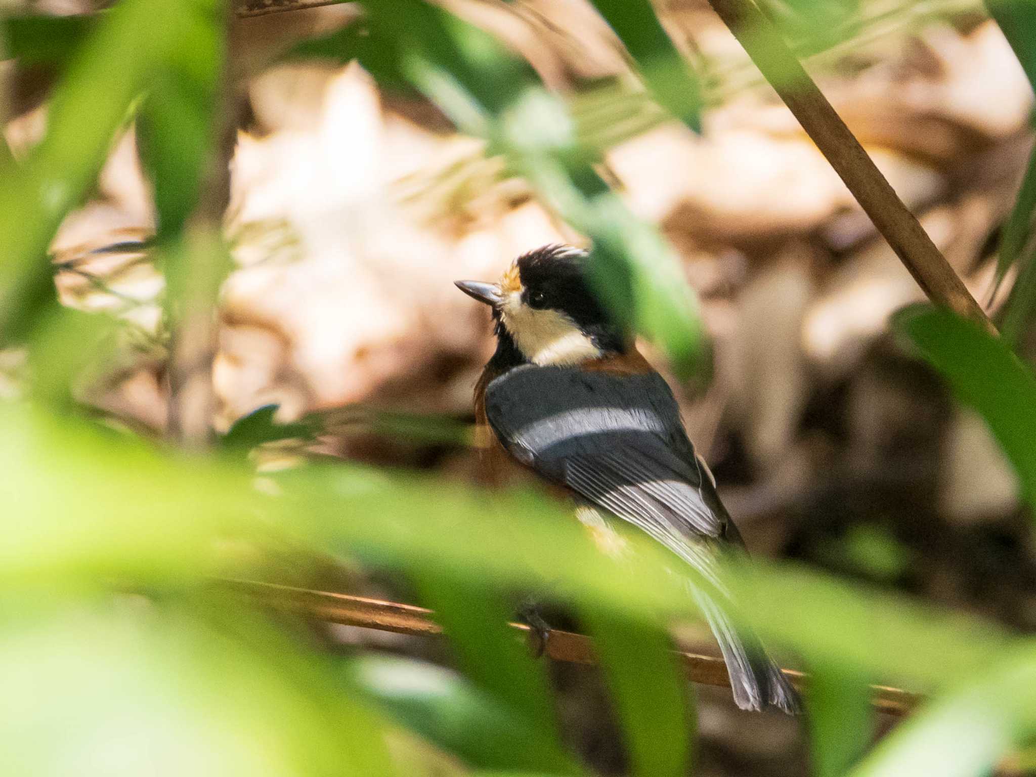 東京大学附属植物園 ヤマガラの写真