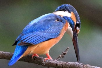 Common Kingfisher 愛知県 知多半島 Thu, 3/26/2020