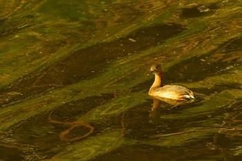 Little Grebe Nogawa Sun, 3/22/2020