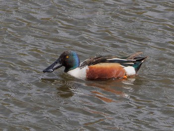 ハシビロガモ 境川遊水地公園 2020年4月2日(木)