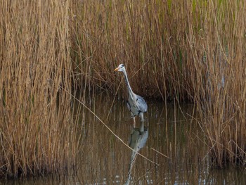 Grey Heron 境川遊水地公園 Thu, 4/2/2020