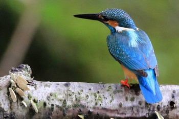 Common Kingfisher 愛知県 知多半島 Sat, 3/28/2020