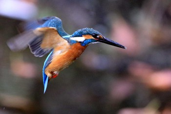 Common Kingfisher 愛知県 知多半島 Sat, 3/28/2020