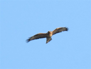 2020年4月2日(木) 大沼親水公園の野鳥観察記録