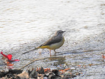 2020年4月2日(木) 小山運動公園の野鳥観察記録