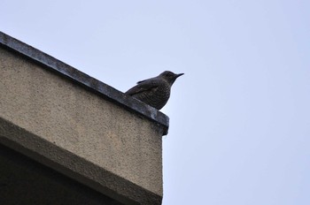 Blue Rock Thrush 京都市 Sun, 3/1/2020