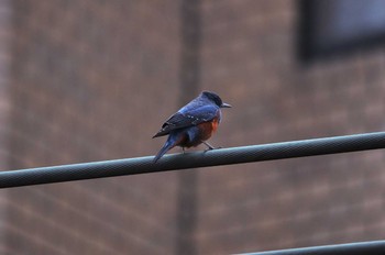 Blue Rock Thrush 京都市 Sun, 3/1/2020