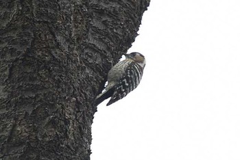 2016年3月16日(水) 八柱霊園の野鳥観察記録