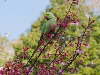 ワカケホンセイインコ 三ツ池公園(横浜市鶴見区) 2020年4月3日(金)