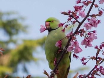 ワカケホンセイインコ 三ツ池公園(横浜市鶴見区) 2020年4月3日(金)