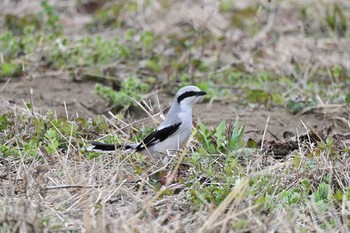 Chinese Grey Shrike Minuma Rice Field Fri, 3/20/2020