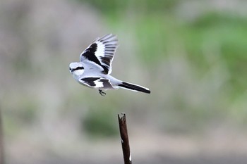 Chinese Grey Shrike Minuma Rice Field Fri, 3/20/2020