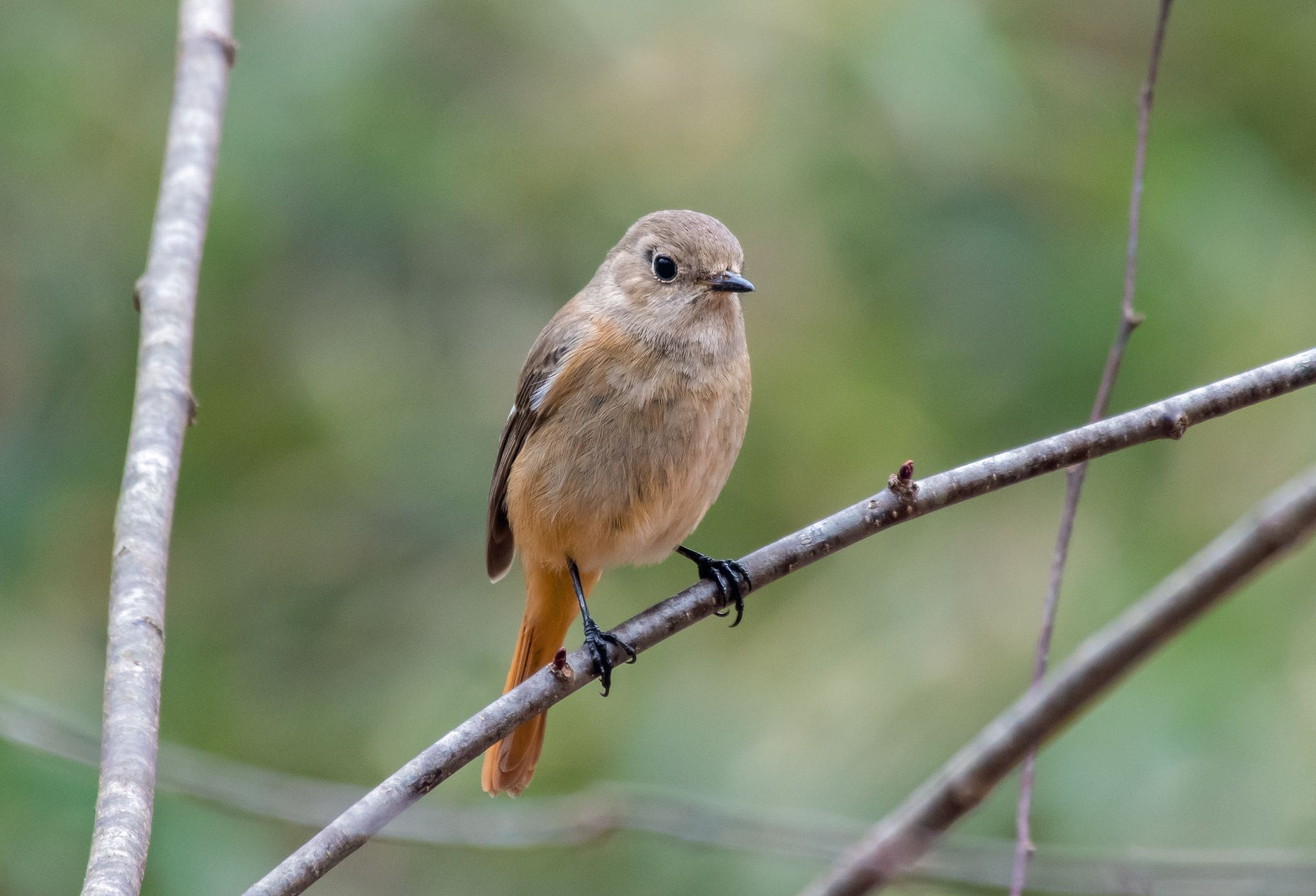 Photo of Daurian Redstart at Komiya Park by Jgogo