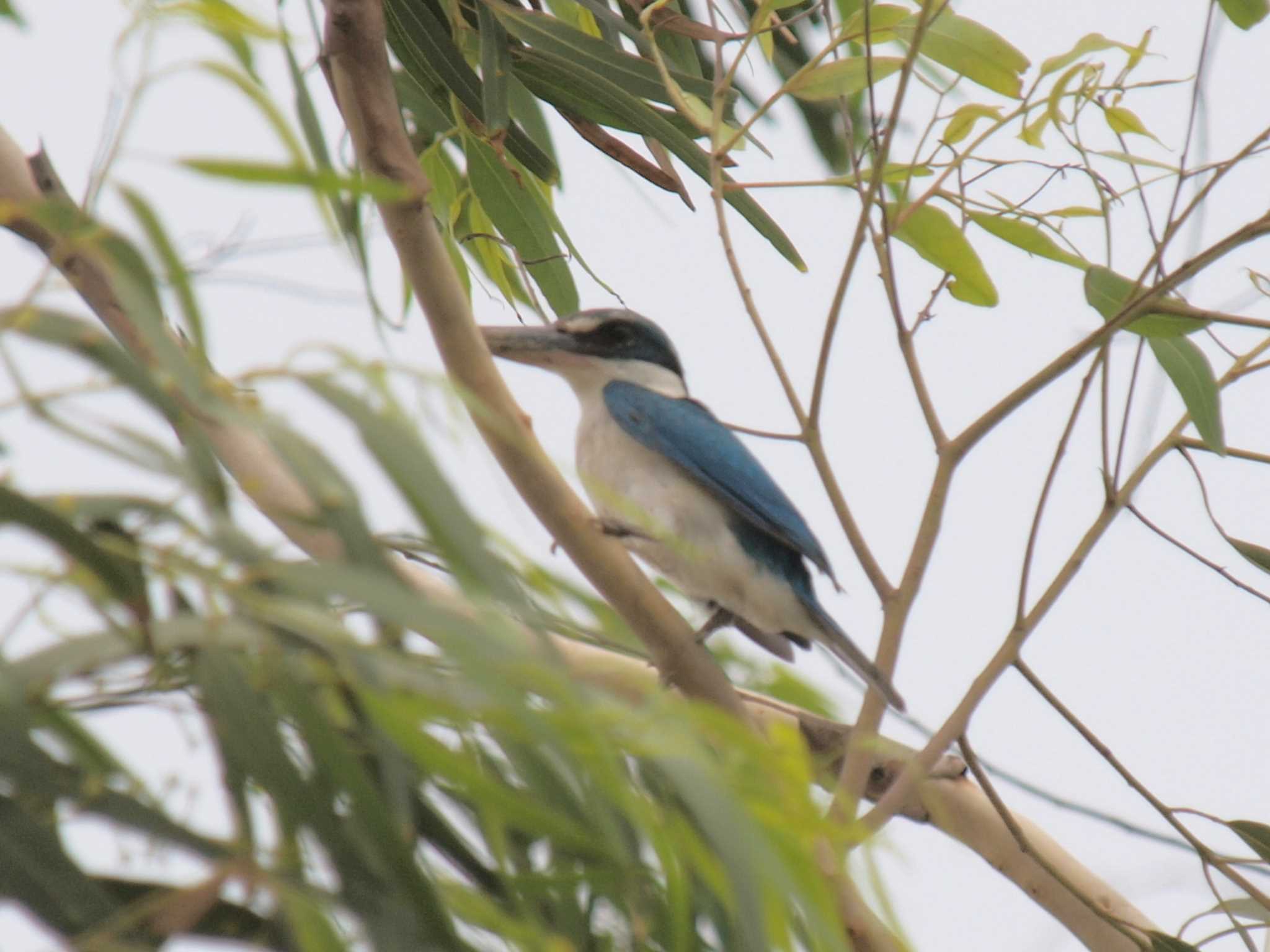 Collared Kingfisher