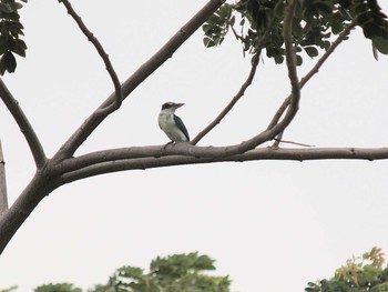 Collared Kingfisher Havelock Island Sun, 6/6/2010