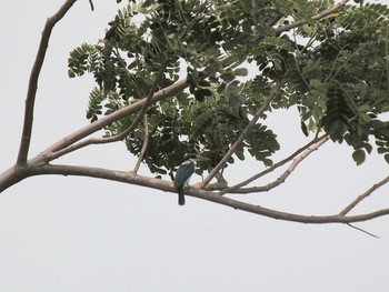 Collared Kingfisher Havelock Island Sun, 6/6/2010