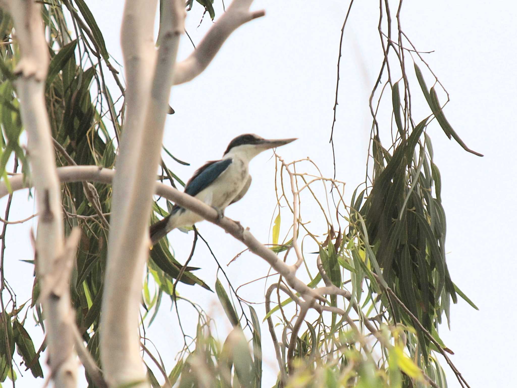 Sundarban Tiger Camp by Taxi's Bar