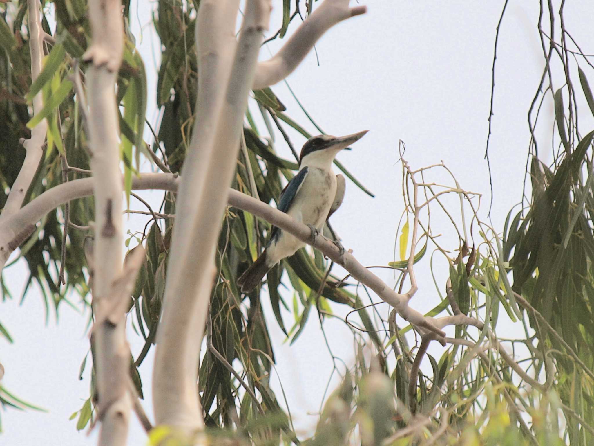 Collared Kingfisher