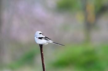 Chinese Grey Shrike Minuma Rice Field Fri, 3/20/2020