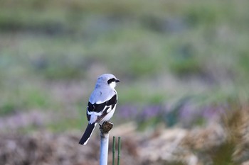 Chinese Grey Shrike Minuma Rice Field Fri, 3/20/2020