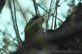 Japanese Green Woodpecker Nogawa Wed, 3/25/2020