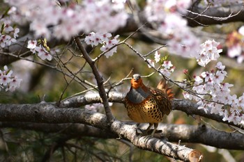 コジュケイ 場所が不明 2020年4月2日(木)