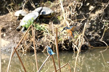 Common Kingfisher Unknown Spots Fri, 4/3/2020