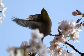 Warbling White-eye 愛知県 知多半島 Fri, 4/3/2020