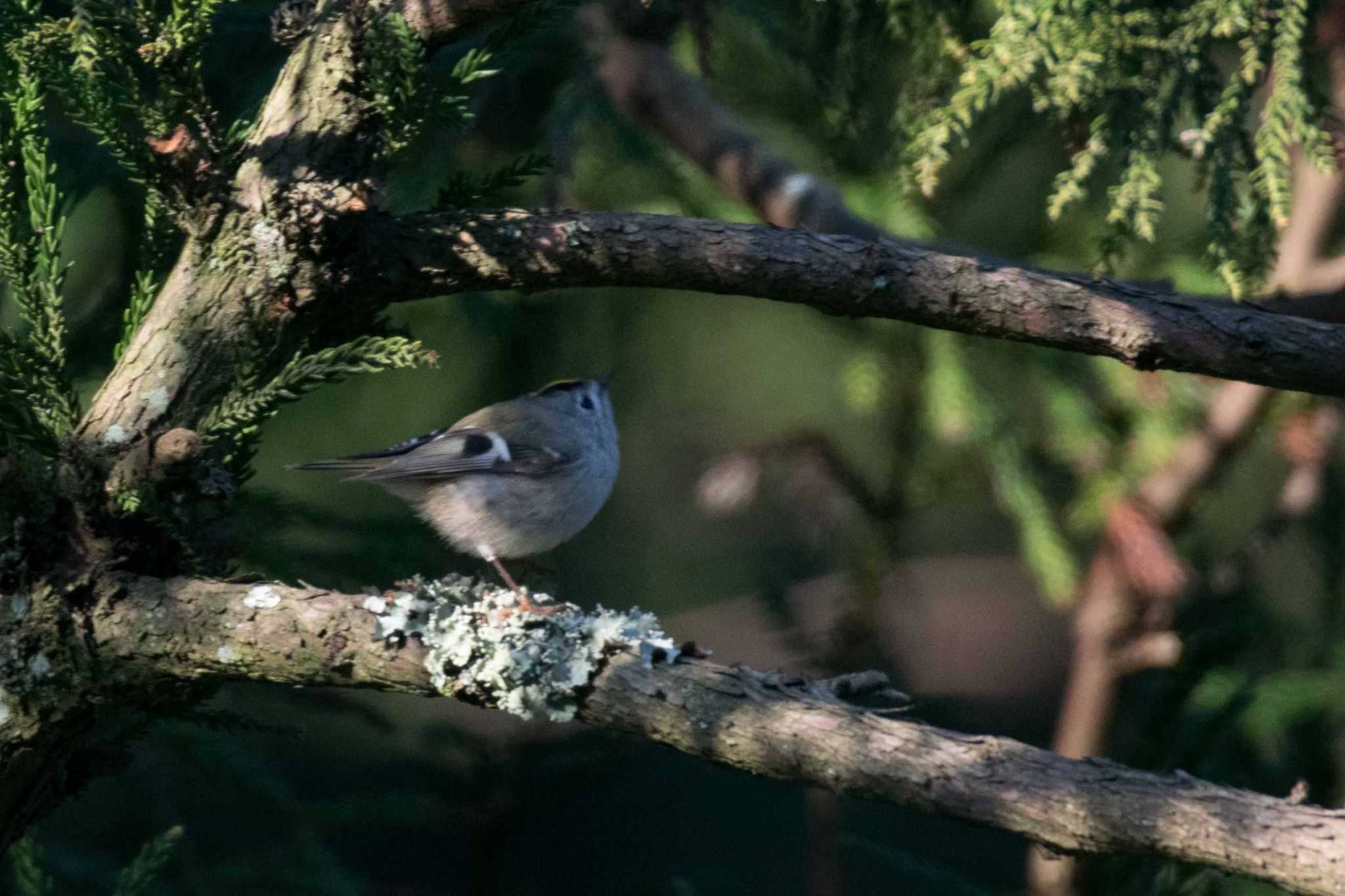 Photo of Goldcrest at 新潟市 by ひたきや