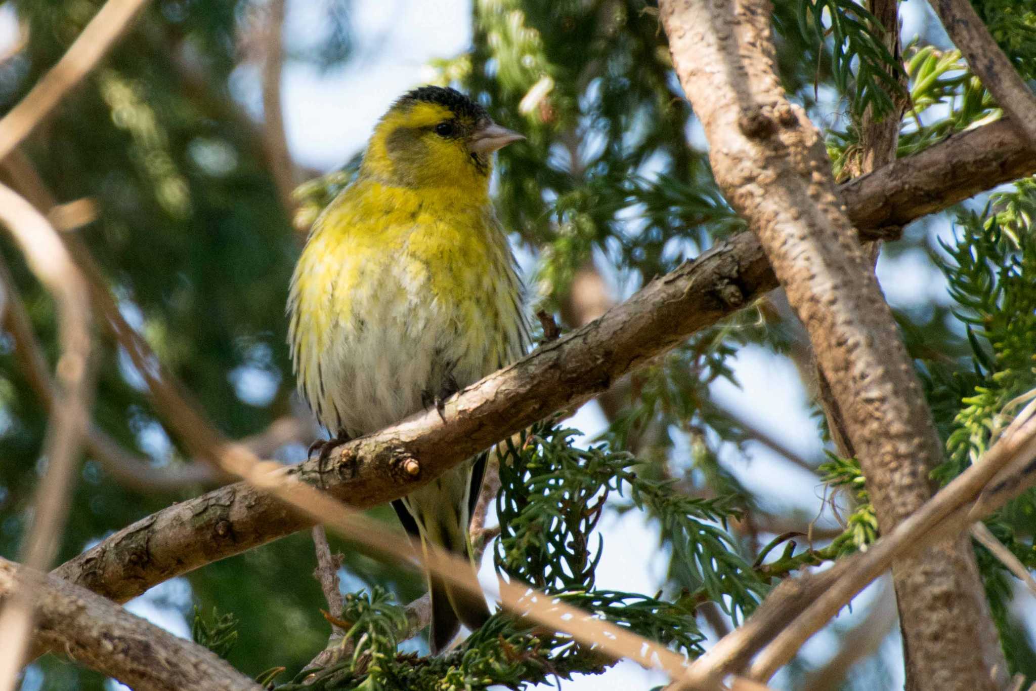 Photo of Eurasian Siskin at 新潟市 by ひたきや