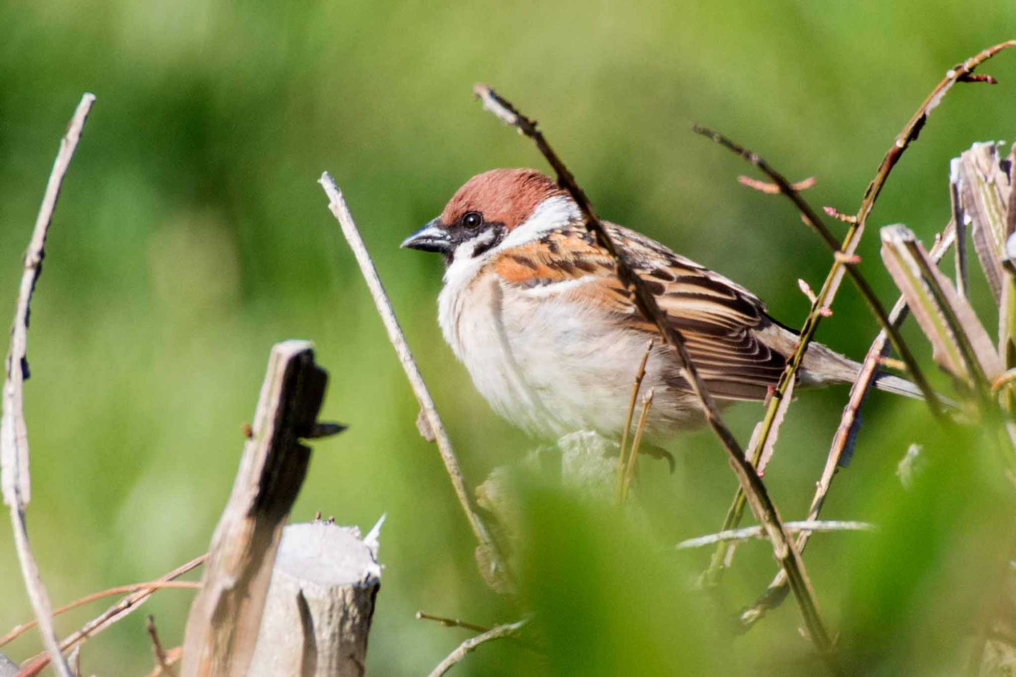 Photo of Eurasian Tree Sparrow at 新潟市 by ひたきや