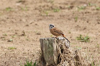 Fri, 4/3/2020 Birding report at Arima Fuji Park