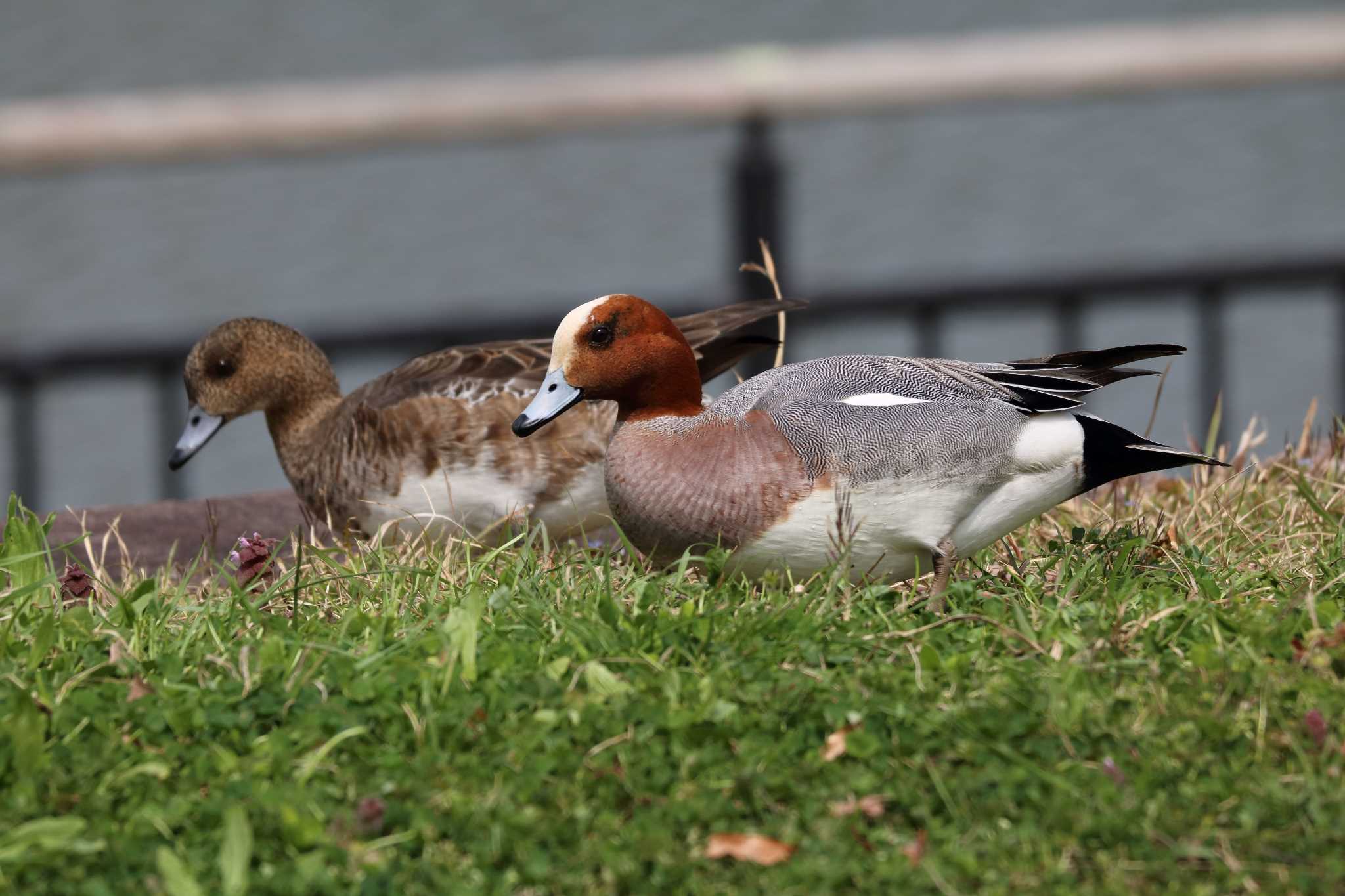 Eurasian Wigeon