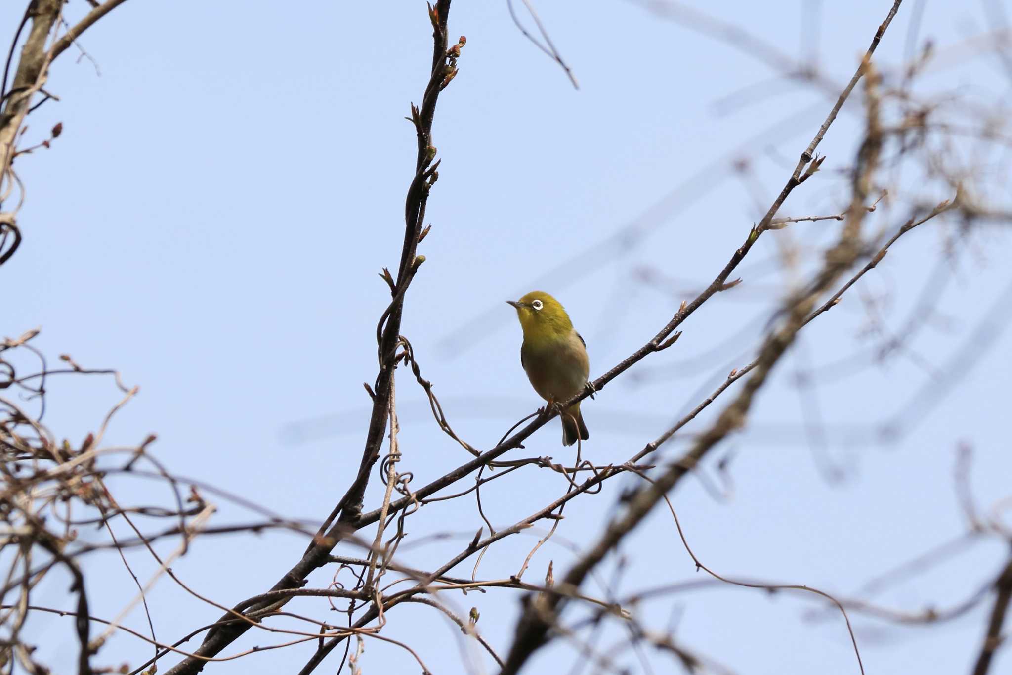 Warbling White-eye