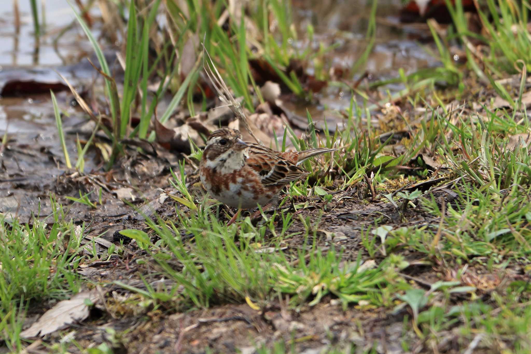 Rustic Bunting