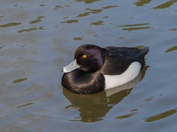 キンクロハジロ 三ツ池公園(横浜市鶴見区) 2020年4月3日(金)