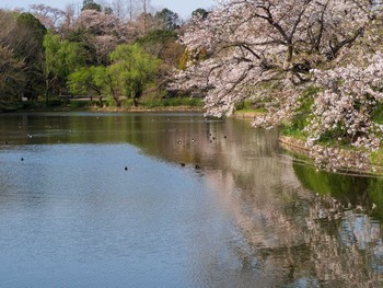 キンクロハジロ 三ツ池公園(横浜市鶴見区) 2020年4月3日(金)