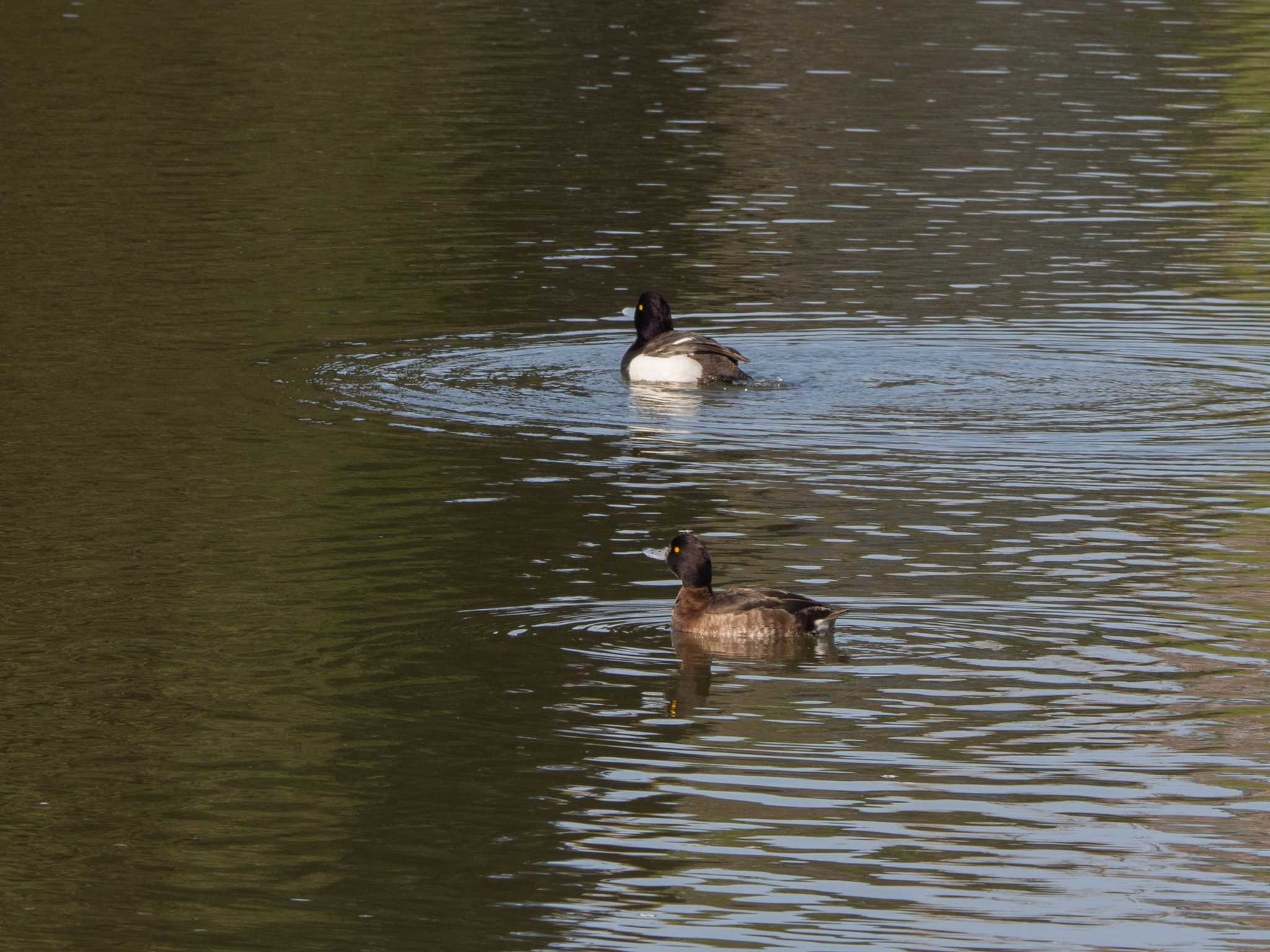 三ツ池公園(横浜市鶴見区) キンクロハジロの写真 by Tosh@Bird