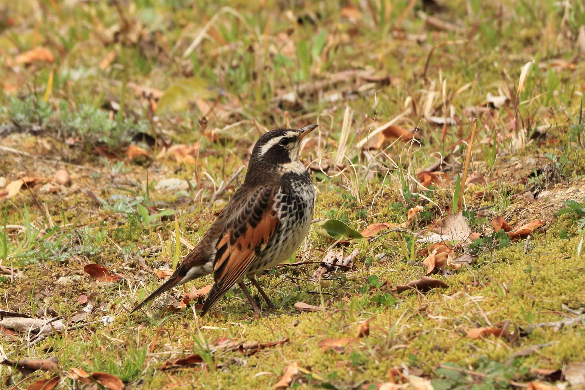 Dusky Thrush