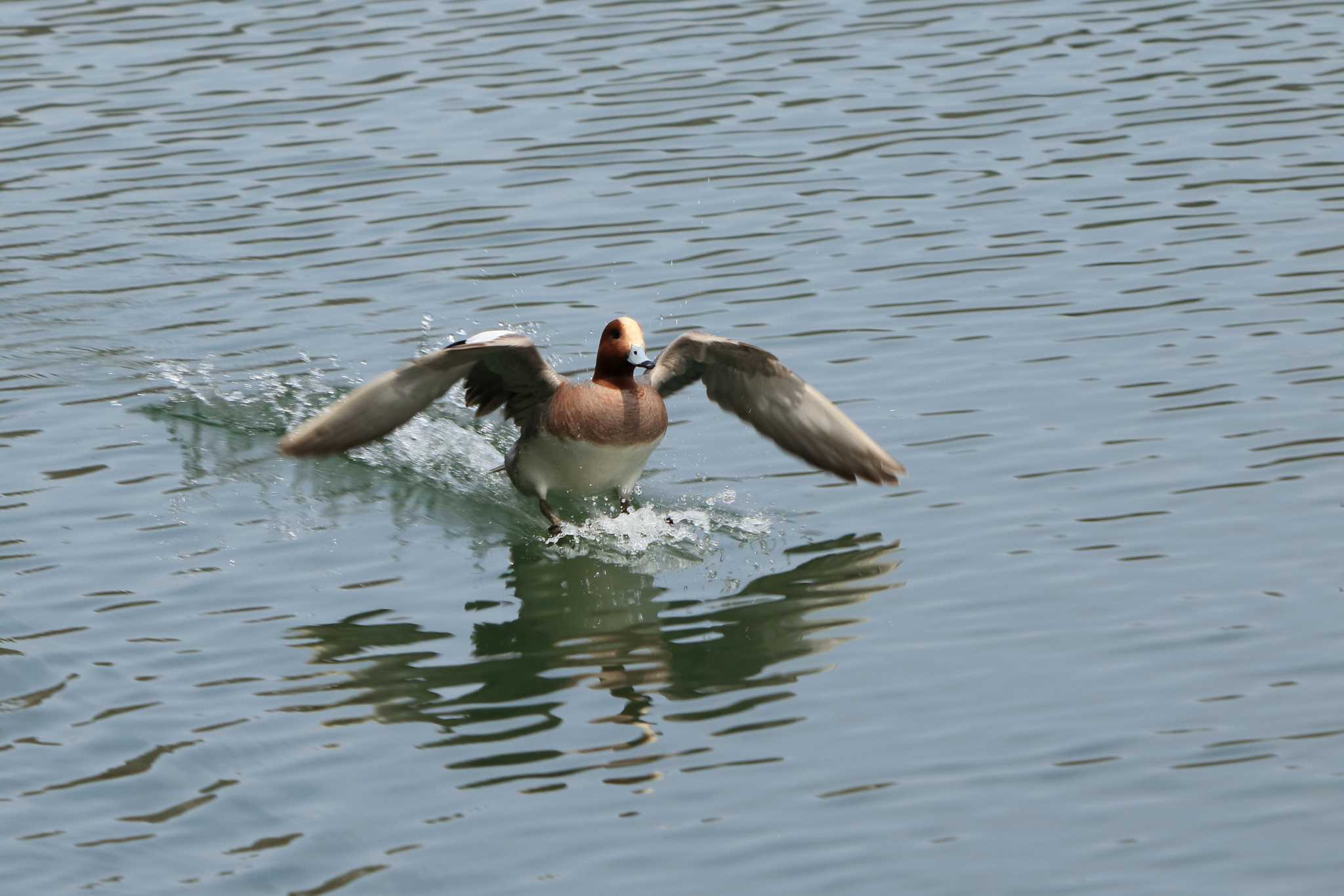 Photo of Eurasian Wigeon at Arima Fuji Park by いわな