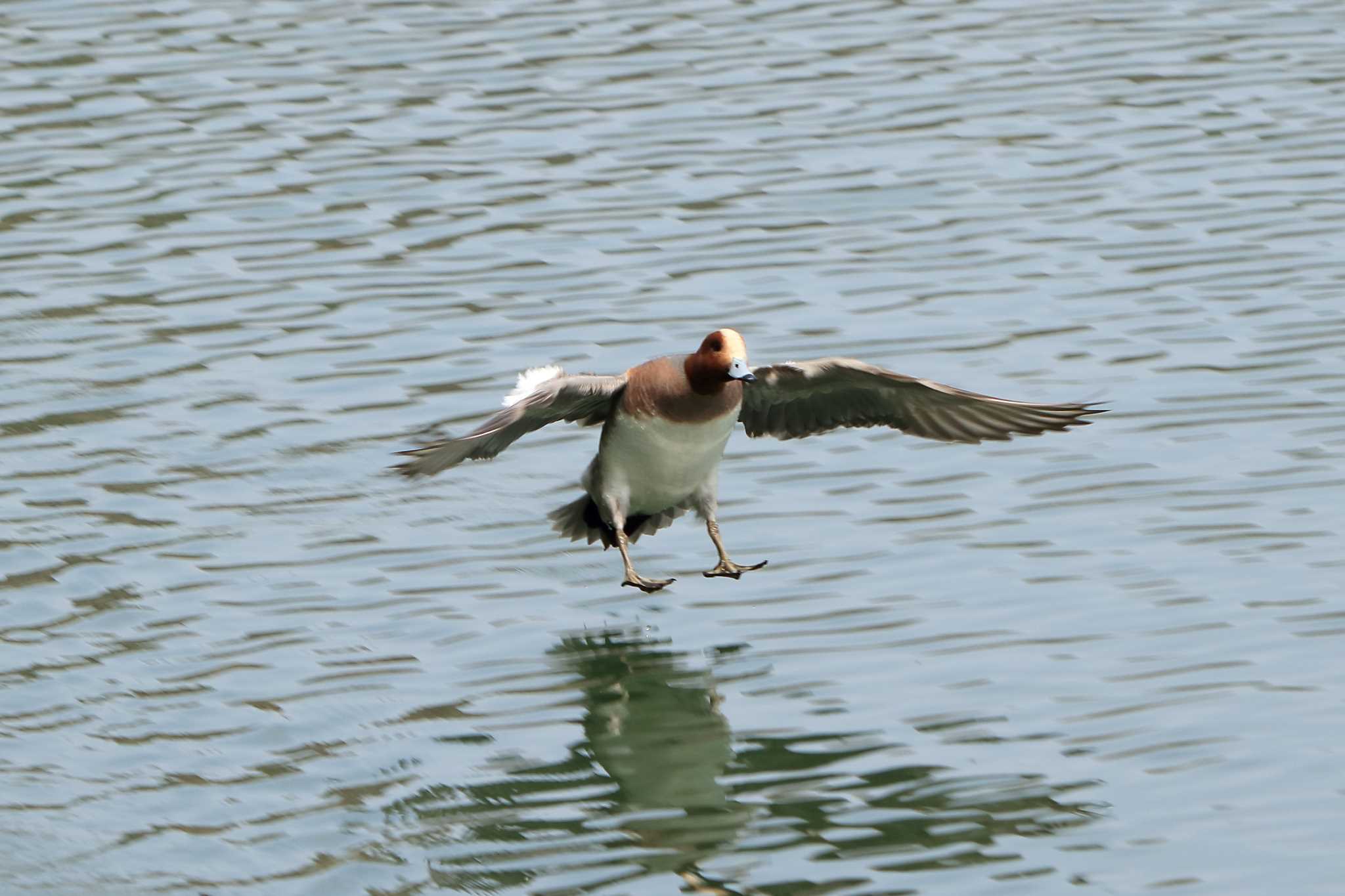 Eurasian Wigeon