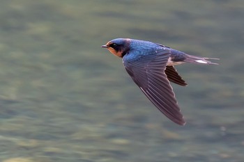 Barn Swallow 東京都 Sun, 6/17/2018