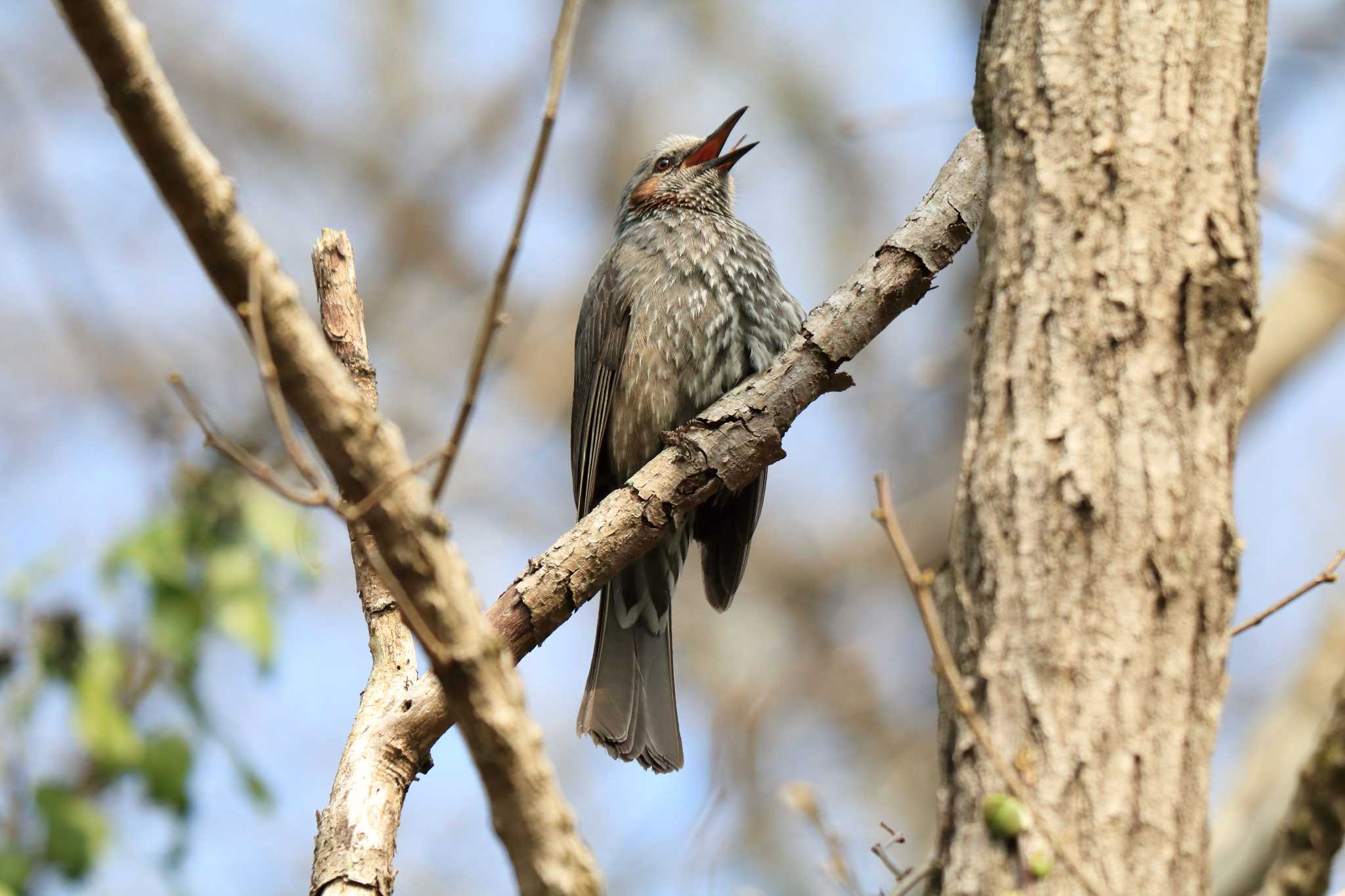 Brown-eared Bulbul