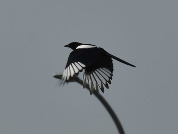 2020年4月3日(金) 筑前町久光橋の野鳥観察記録