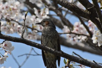 ヒヨドリ 筑前町久光橋 2020年4月3日(金)