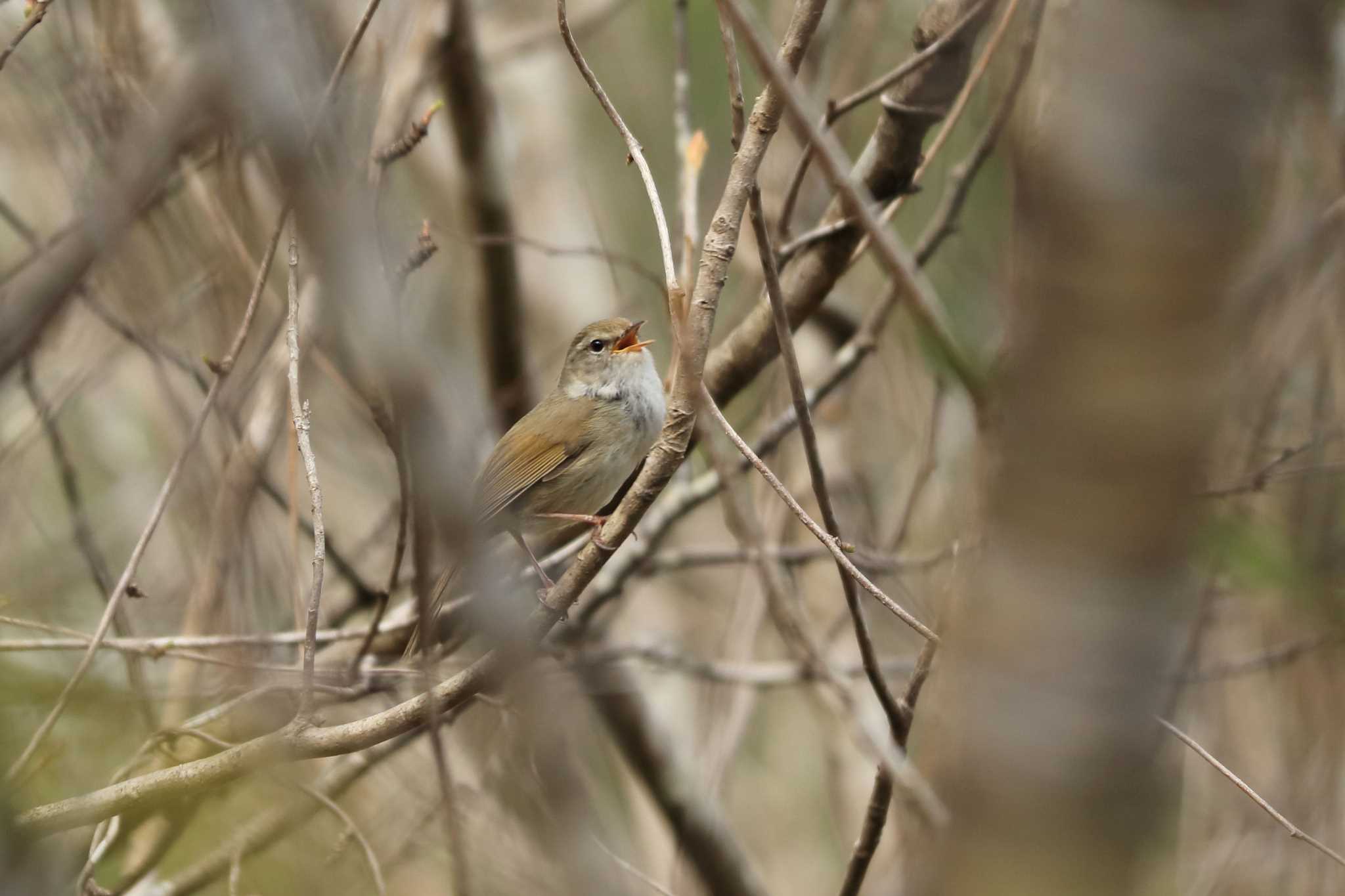 Japanese Bush Warbler