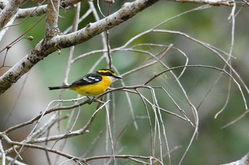 Yellow-breasted Boatbill Iron Range National Park Tue, 10/15/2019