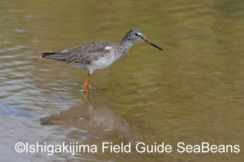 Common Redshank Ishigaki Island Fri, 4/3/2020