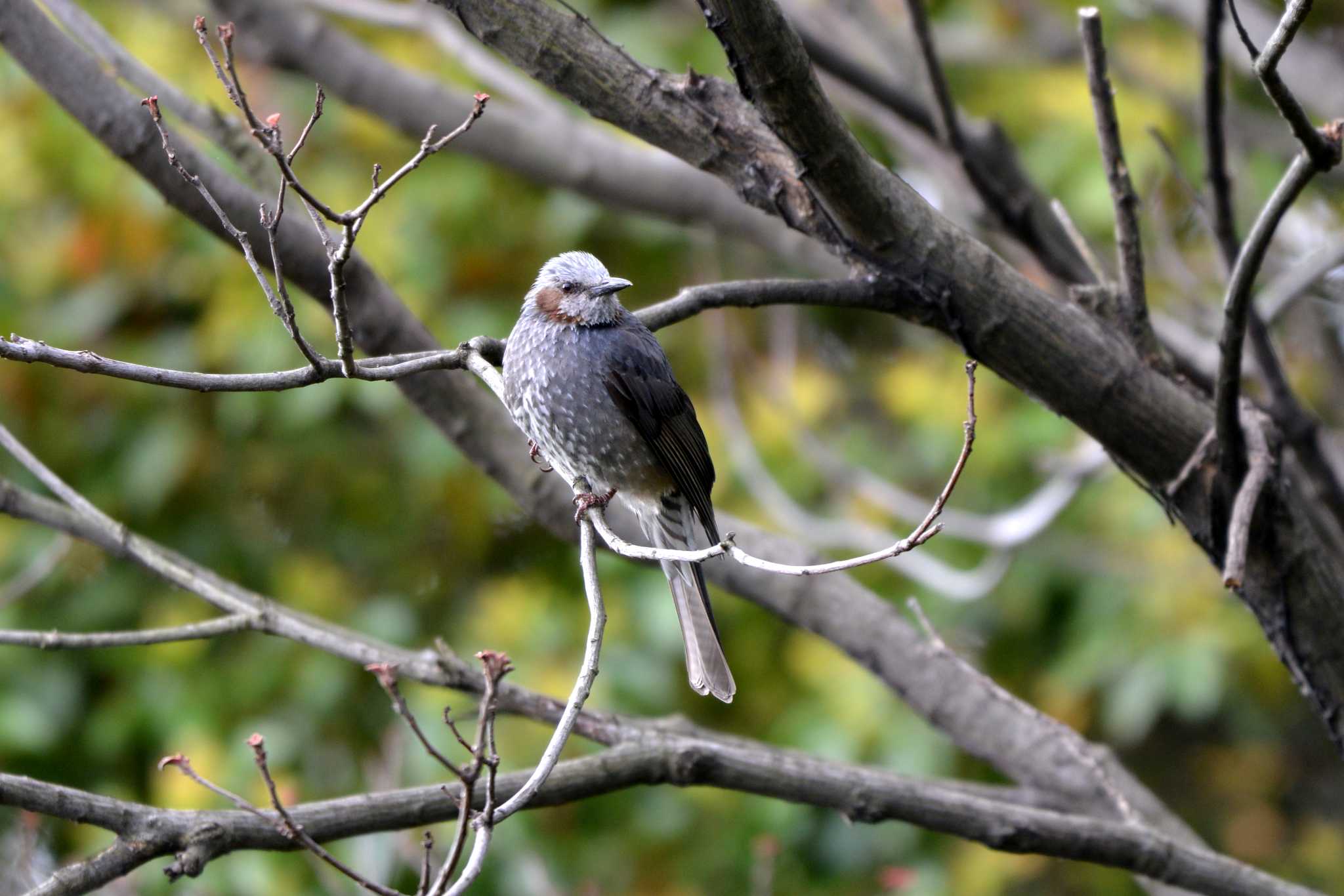 Brown-eared Bulbul