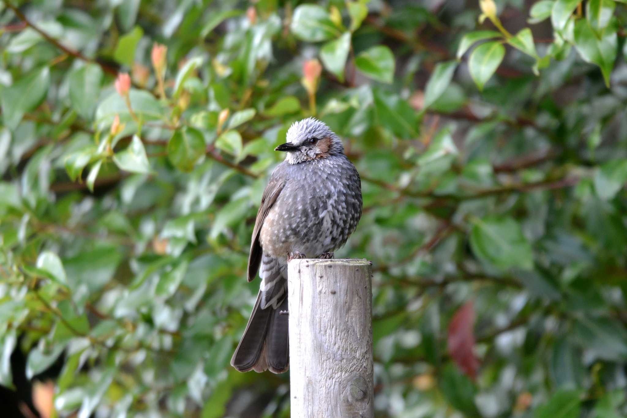 Brown-eared Bulbul